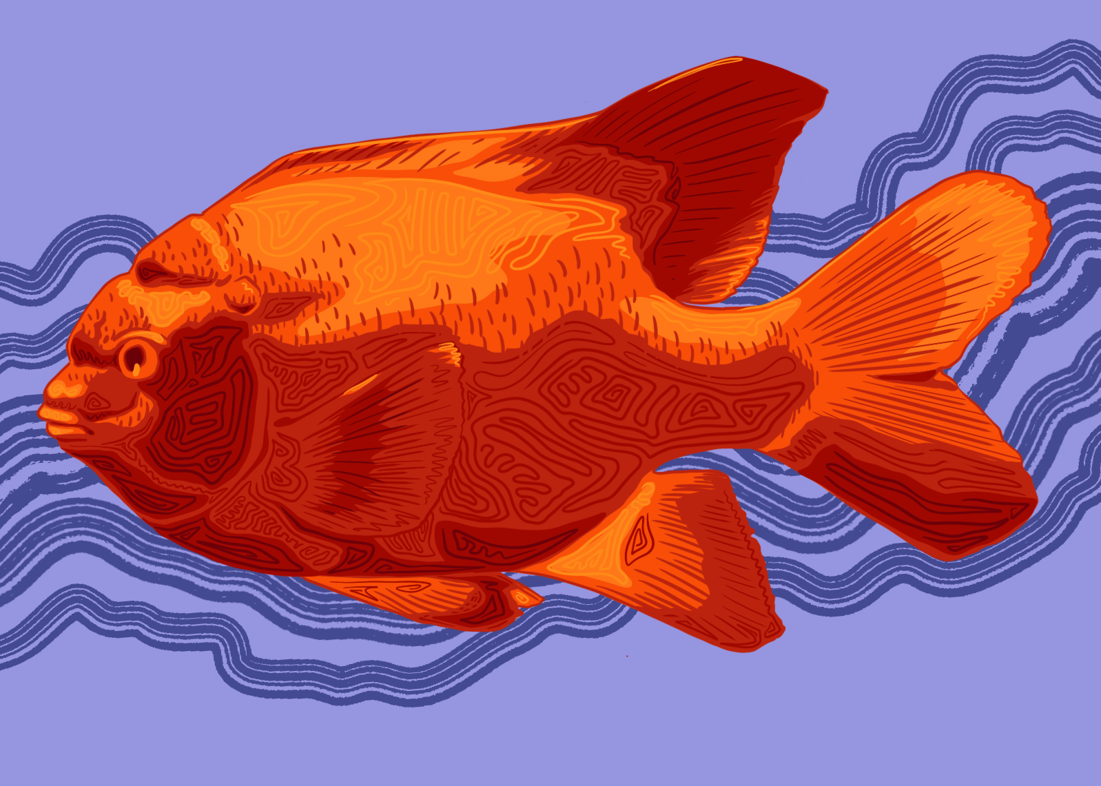 Catalina Goldfish Illustration